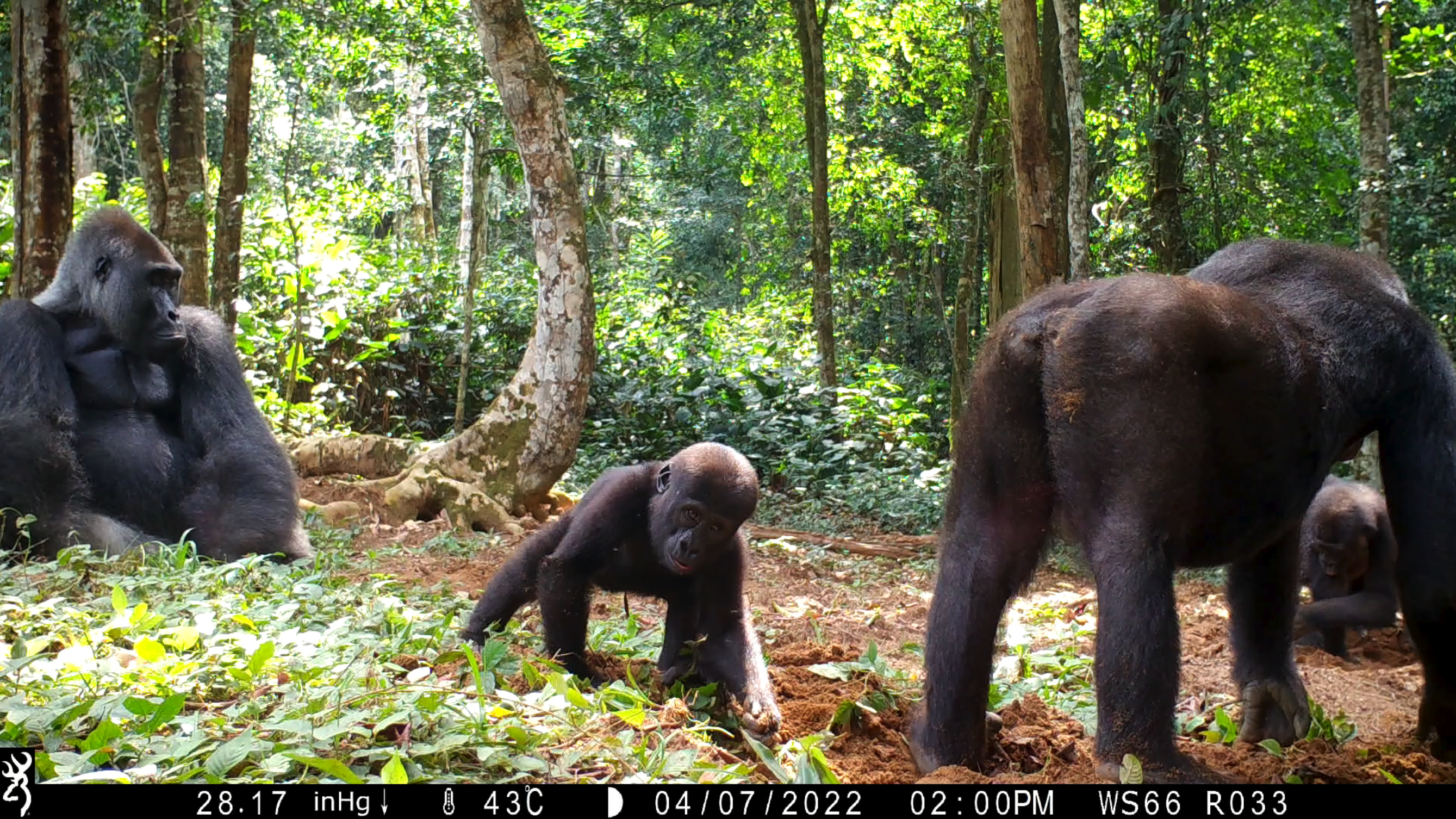 GorillaVision – Open-Set Re-Identification of Wild Gorillas